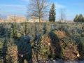 k-IMG_6160-1