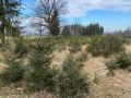 k-IMG_6169-1